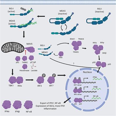 Comparative Structure and Function Analysis of the RIG-I-Like Receptors: RIG-I and MDA5